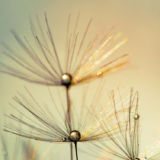 Dandelion With Droplets 1