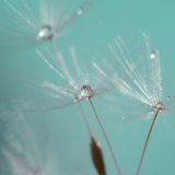 Dandelion With Droplets 4