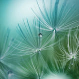 Dandelion With Droplets 5