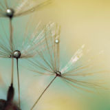 Dandelion With Droplets 6